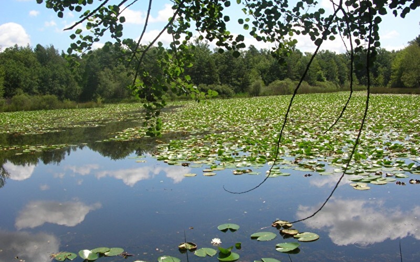 Etang de But, ENS de l'Ain